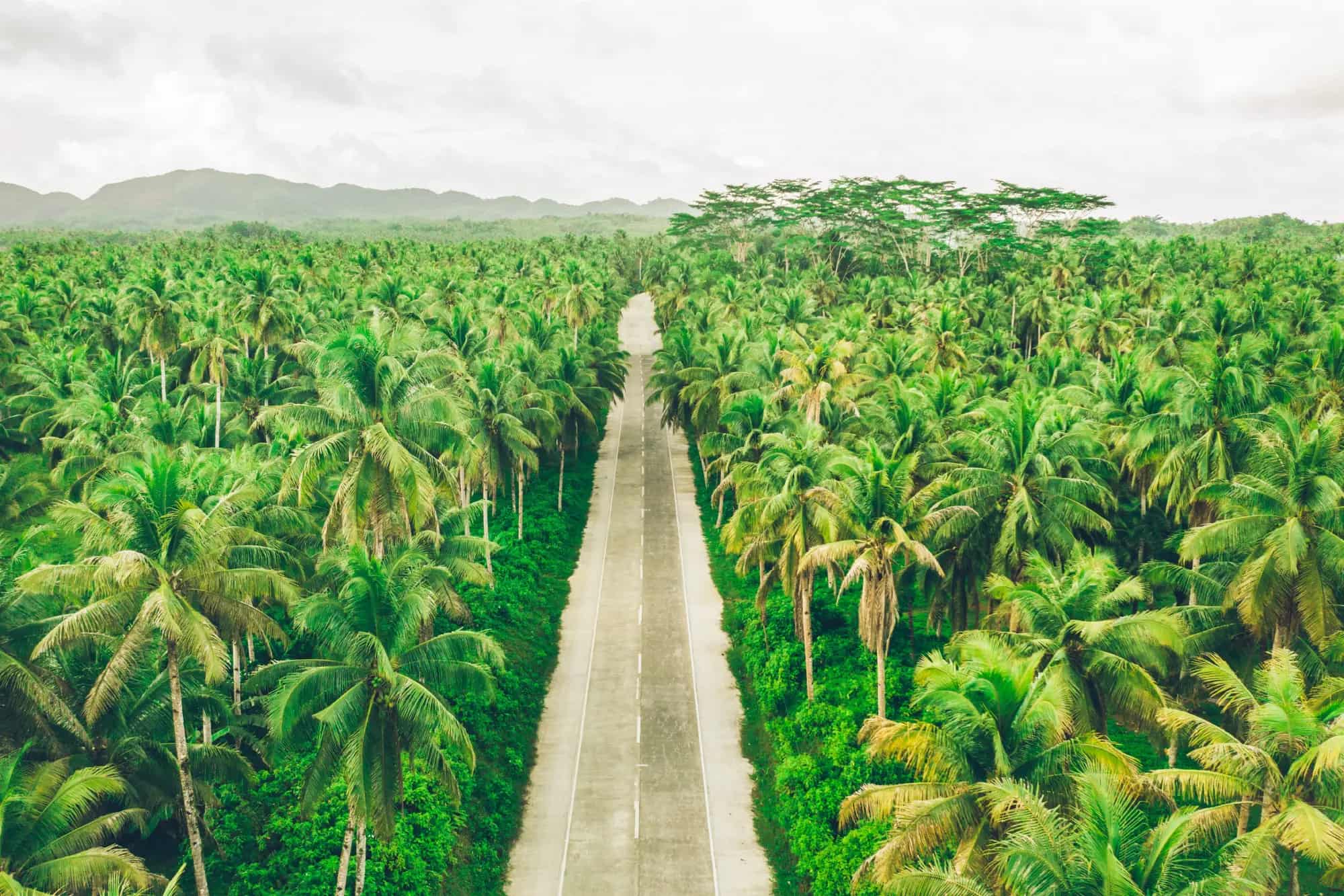 Coconut plantation in Indonesia, where Cocopany sources its raw material